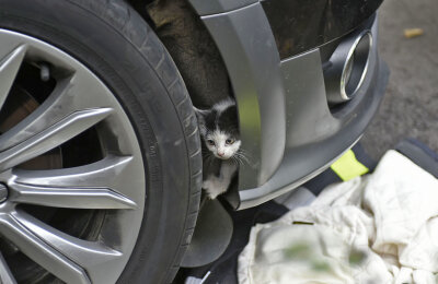 Nach 200 Kilometern im Motorraum: Feuerwehr befreit Kätzchen aus Auto - Diese junge Katze befreiten Feuerwehrleute aus dem Motorraum eines Autos.