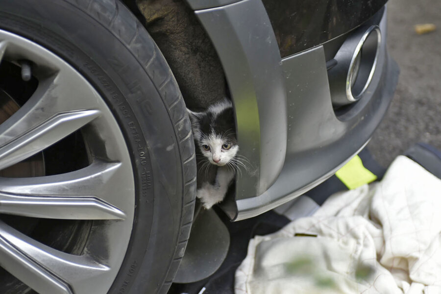 Nach 200 Kilometern im Motorraum: Feuerwehr befreit Kätzchen aus Auto - Diese junge Katze befreiten Feuerwehrleute aus dem Motorraum eines Autos.