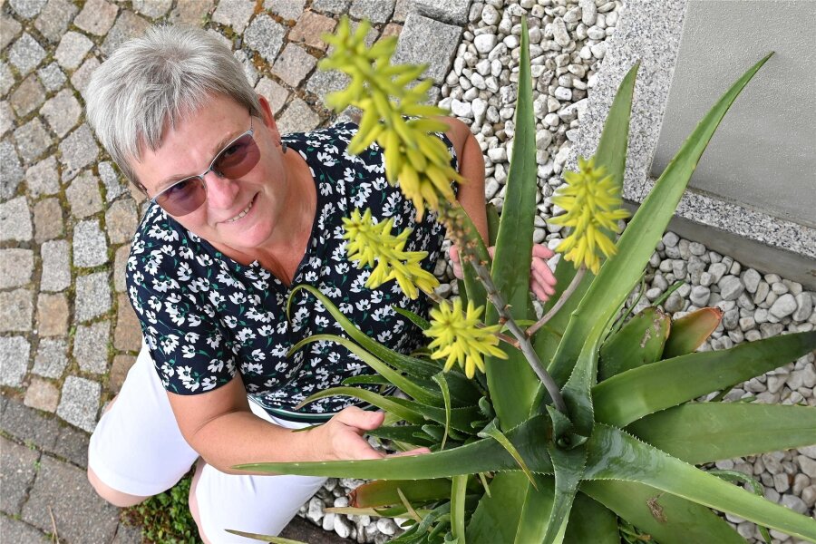 Nach 21 Jahren: Seelitzerin will Pflanze aus den USA wegwerfen - doch die wehrt sich - Nach über 20 Jahren blüht die Aloe Vera von Petra Schiffner in Döhlen zum ersten Mal. Die Pflanze steht im Sommer am Haus, im Winter hell und frostsicher drinnen.