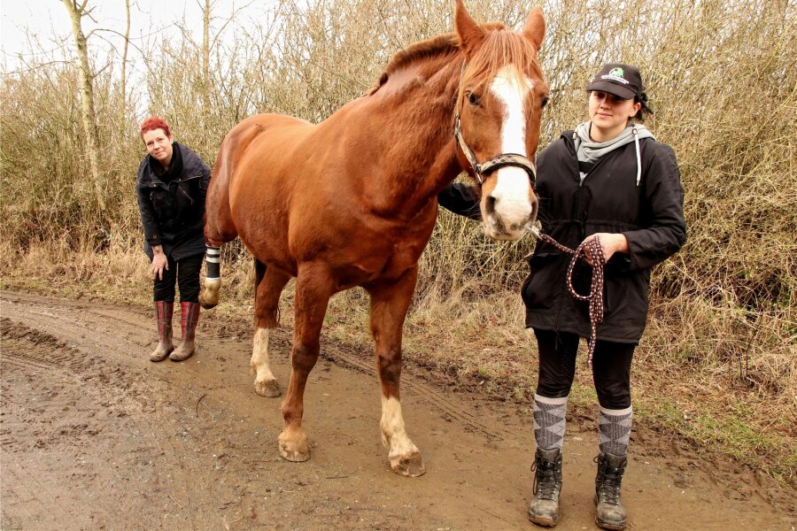 Nach Angriff auf Pferd von Organisatorin der Bauernproteste im Vogtland: Das sagt die Polizei - Bei dem Angriff wurde das Pferd von Fritzi Held (links) schwer verletzt. Auch Tanja Turkis Pferd ist betroffen.