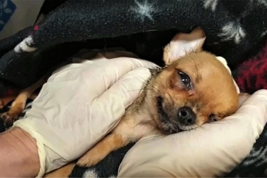 Nach Chihuahua-Drama: Plauener Tierheim wehrt sich vor Gericht gegen Falschbehauptungen auf Facebook - Einer der 46 Chihuahuawelpen kurz nach der Inobhutnahme. Der kleine Hund hat es nicht geschafft.