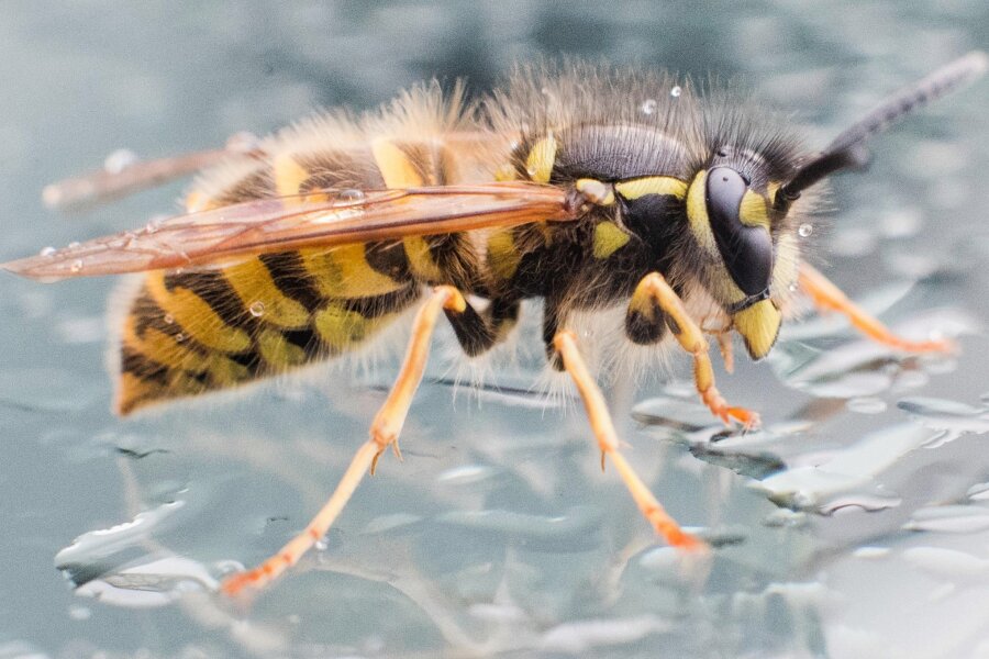Nach dem Tod des Daimler-Managers: Chemnitzer Chefarzt warnt vor Insektenstichen - Der Stich einer Wespe kann für Allergiker dramatische Folgen haben. Bis zu fünf Prozent der Bevölkerung leiden unter einer Insektengiftallergie.