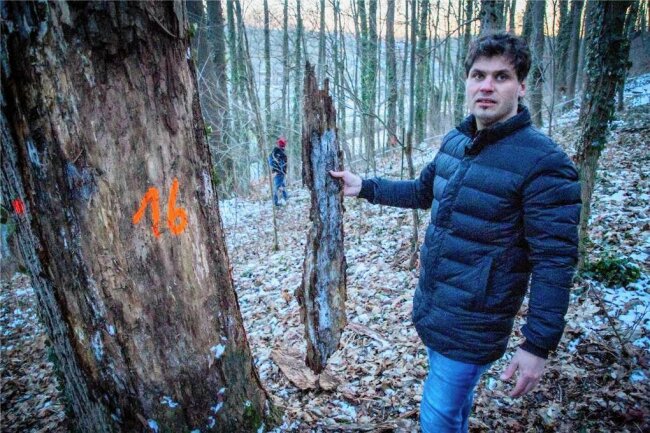 Nach den Baumfällarbeiten in Lichtenwalde: Wie sehen zu Himmelfahrt die Wanderwege aus? - Waldbesitzer Norbert Jungbeck hat versprochen, die Wanderwege im Zschopautal herzurichten. 