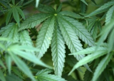 Nach Einsatz in Schulen in Limbach-Oberfrohna: Polizei findet Cannabispflanzen - 