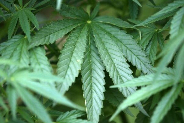 Nach Einsatz in Schulen in Limbach-Oberfrohna: Polizei findet Cannabispflanzen - 