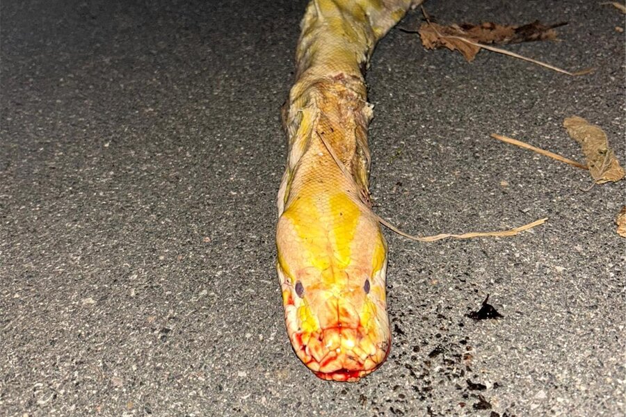 Nach Frankenberg: Schon wieder wurde eine tote Riesenschlange gefunden - Der Kopf der verendeten Schlange in Langenstriegis.
