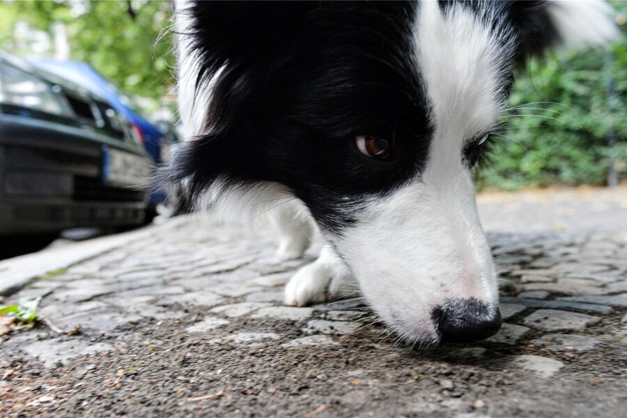 Nach Giftköder-Fund in Niederwiesa: Was sollten Hundebesitzer tun? - Hunde wie dieser Border Collie schnüffeln sich gerne durchs Revier. Vergiftete Köder können ihnen gefährlich werden.