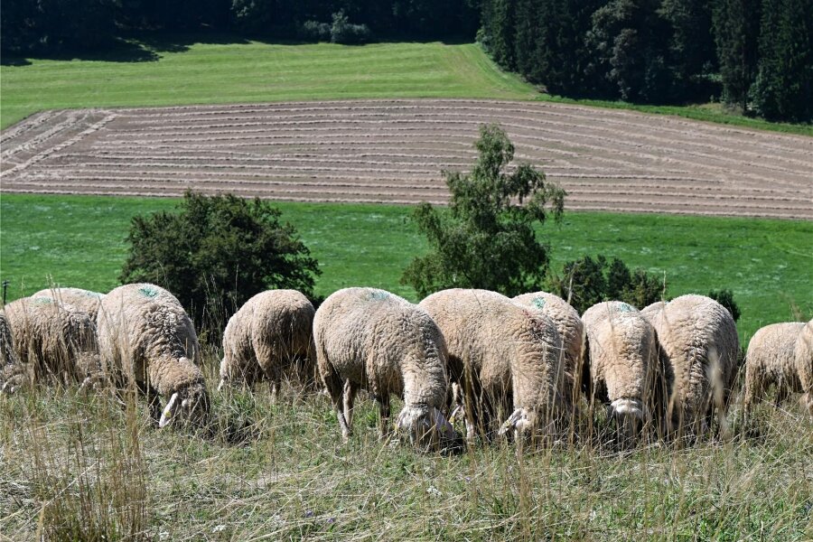 Nach Hundeattacke sterben 13 Schafe in Zwickau: „Das ist fast schon so schlimm wie mit den Wölfen“ - Die Schafe wurden in Zwickau von einem Hund aufgescheucht und sind in die Mulde gerannt.