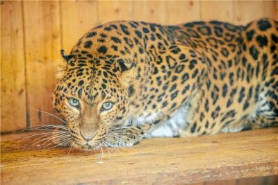 Nach Lilas Tod: Wird Aues Zoo weiter Leoparden zeigen? - Die charismatische Katze musste eingeschläfert werden. Sie wurde fast 23 Jahre alt und lebte 21 Jahre im Zoo der Minis.