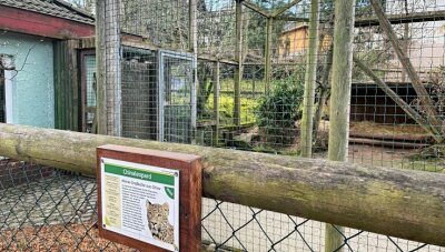Nach Lilas Tod: Wird Aues Zoo weiter Leoparden zeigen? - Das Gehege von Leopardin Lila im Auer Zoo ist verwaist. 