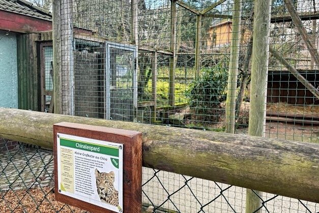 Nach Lilas Tod: Wird Aues Zoo weiter Leoparden zeigen? - Das Gehege von Leopardin Lila im Auer Zoo ist verwaist. 
