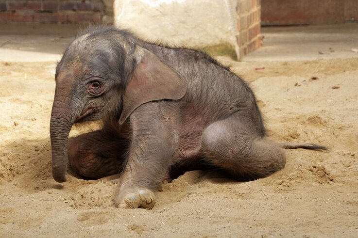 Nach Operation ist kleiner Elefant aus Leipziger Zoo wohlauf - 