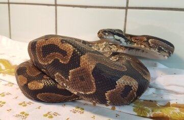 Nach Python-Fund: Was passiert nun mit der Schlange? - Lebt vorerst weiter im Tierheim: der Königspython. 
