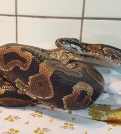 Nach Python-Fund: Was passiert nun mit der Schlange? - Lebt vorerst weiter im Tierheim: der Königspython. 