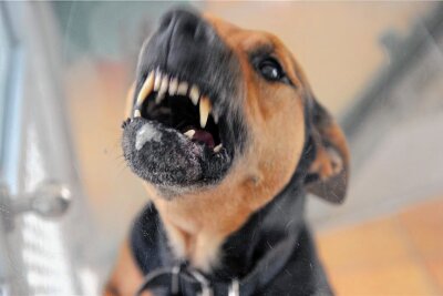 Nach sieben Beißattacken in Rochlitz: Hundehalter droht Gefängnis - Mehrere tausend Menschen werden pro Jahr in Deutschland von Hunden gebissen. Hier ein Symbolbild eines Zähne fletschenden Hundes.