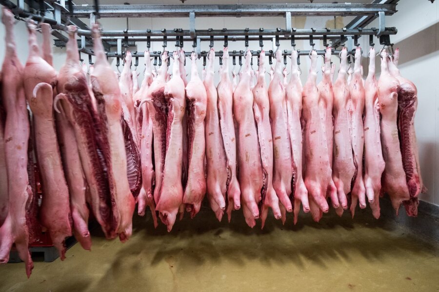 Nach Strafzöllen: China ermittelt gegen EU-Schweinefleisch - Als Reaktion auf die von der EU angedrohten Strafzölle auf chinesische E-Autos, hat China eine Anti-Dumpinguntersuchung gegen Schweinefleisch aus der EU angekündigt.