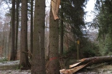 Nach Stürmen lauern im Wald Gefahren und der Borkenkäfer - Nahe Conradswiese hat der Sturm eine Fichte "abgedreht". 