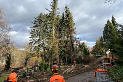 Nach Sturmschäden in Schwarzenberg: Bauhof fällt aus Sicherheitsgründen Bäume - Aus Sicherheitsgründen wurden nach Windbruch am Hauptweg des Zentralfriedhofs in SchwarzenbergFichten gefällt.