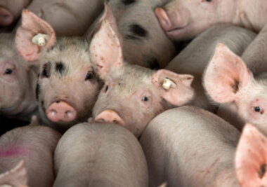 Nach Tierhaltungsverbot: Schweinestall in Schwaben gehört jetzt zur Sauenhaltung Thierbach - 