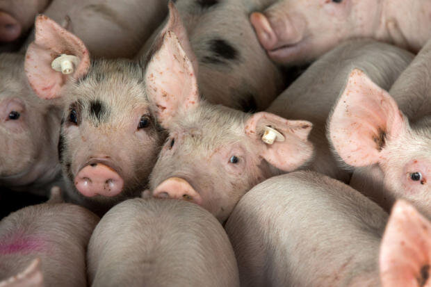 Nach Tierhaltungsverbot: Schweinestall in Schwaben gehört jetzt zur Sauenhaltung Thierbach - 
