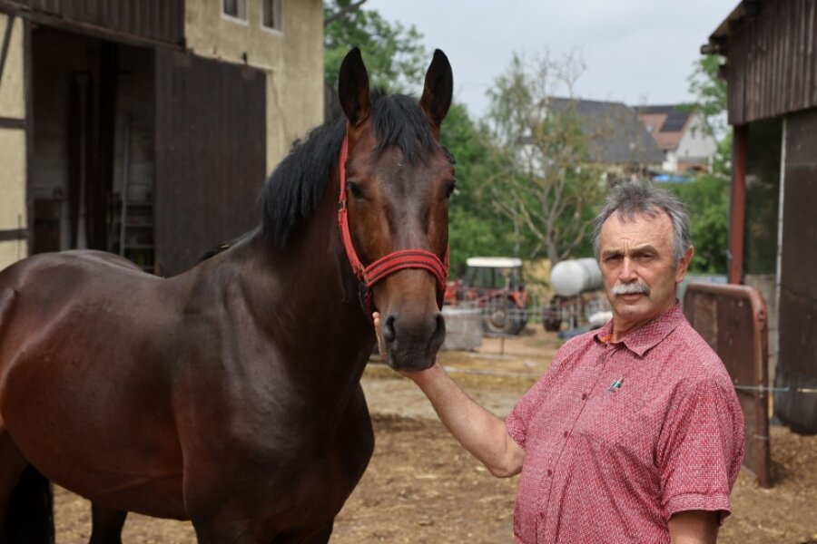 Nach Unfall mit Kutsche verlässt Pferdezüchter die Klinik - Gerd Pohlers mit dem vierjährigen Hengst "ValegroP", der am Tag des Unfalls erst zum dritten oder vierten Mal ineine Kutsche eingespannt war. 