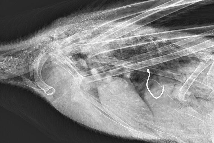 Das Röntgenbild zeigt deutlich, wie tief sich der Angelhaken im Körper des Schwans befindet.