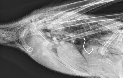 Nach verschlucktem Angelhaken: Drama um Schwan geht gut aus - Das Röntgenbild zeigt deutlich, wie tief sich der Angelhaken im Körper des Schwans befindet.