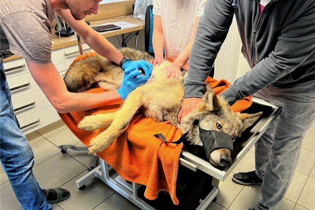Nach Wolfsfund im Erzgebirge: Jungtier in Tschechien operiert - Im Grenzgebiet ist ein verletzter Wolf gefunden worden. Von Mitgliedern einer Tierrettungsstation wurde er in eine Veterinärklinik gebracht. Mittlerweile ist das Tier operiert worden.  Foto: Martin Smolík/Drosera Bublava 