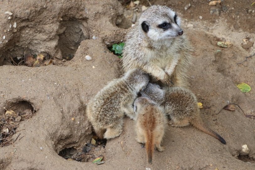 Nachwuchs bei den Erdmännchen im Tierpark Chemnitz - Die Jungtiere werden noch von der Mutter gesäugt. 