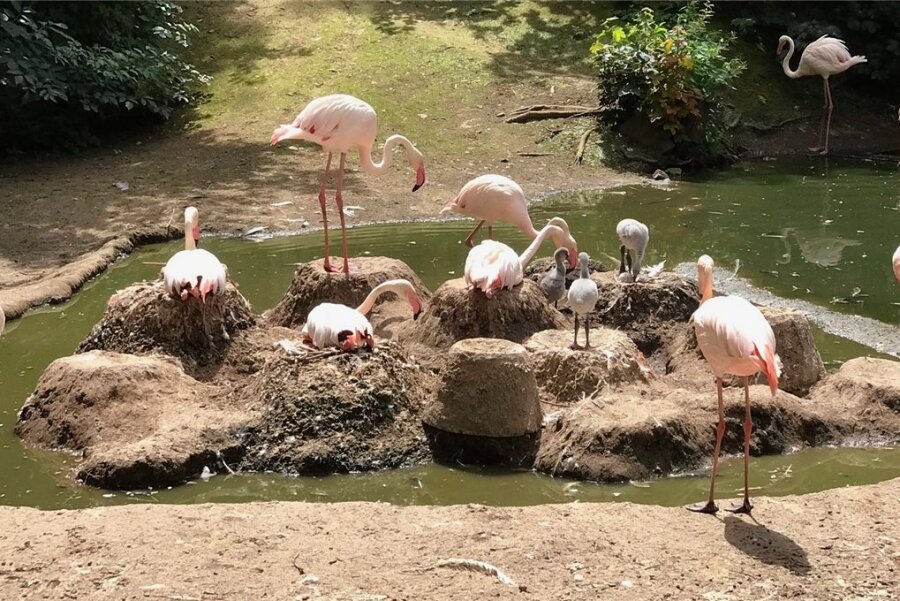 Nachwuchs bei den Flamingos im Chemnitzer Tierpark - Erstmals in der fast 30-jährigen Flamingo-Haltung des Chemnitzer Tierparks hat es dort Nachwuchs bei den Rosaflamingos gegeben. Auf sechs Bruthügeln lagen Eier, drei Küken sind am 1. Juli, am 3. Juli und am 5. Juli geschlüpft. Ob sich aus den anderen Eiern noch Jungtiere schälen, ist offen, so Tierparkleiterin Anja Dube. Flamingos pflanzen sich nur fort, wenn eine bestimmte Anzahl Tiere in der Gruppe lebt. Auf einer großen Anlage mit wenigen Tieren züchten sie nicht nach. Daher wurden 2015 und 2016 zur bestehenden Gruppe 16 Tiere aus drei Zoos in Österreich, Tschechien und Deutschland geholt. Flamingos nehmen mit dem Futter auch Farbstoffe auf, die für die rosarote Gefiederfarbe wichtig sind. Im Zoo müssen deshalb auch spezielle Futtermittel zugegeben werden, damit die Vögel nicht verblassen. Die Jungtiere dagegen sind grau.fpGeöffnet ist der Tierpark an der Nevoigtstraße derzeit von 9 bis 19 Uhr (letzter Einlass um 18 Uhr).