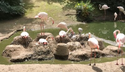 Nachwuchs bei den Flamingos - 