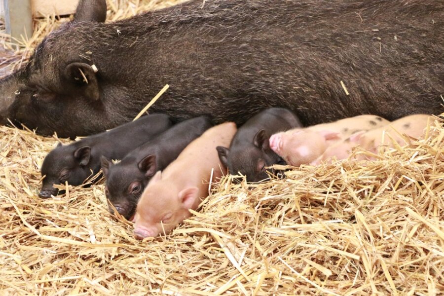 Nachwuchs bei den Minischweinen im Tierpark Chemnitz - Sechs Ferkel hat Schwein "Bärbel" geworfen. 