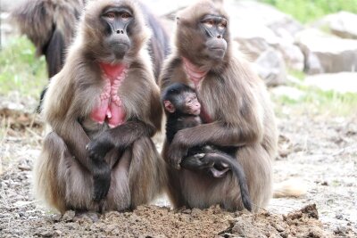 Nachwuchs bei den Primatenaffen: Tierpark Chemnitz freut sich über Pavianjunges - Der junge Blutbrustpavian klammert sich noch an seine Mutter.