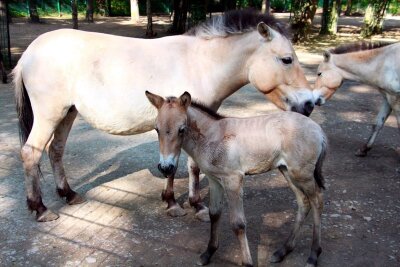 Nachwuchs bei den Przewalskipferden im Tierpark - Im Tierpark Chemnitz ist die kleine Herde der Przewalskipferde ist um ein weibliches Fohlen angewachsen.