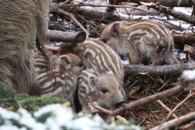Nachwuchs bei den Wildschweinen im Wildgatter Oberrabenstein - Insgesamt 17 Frischlinge tummeln sich derzeit im Gatter.