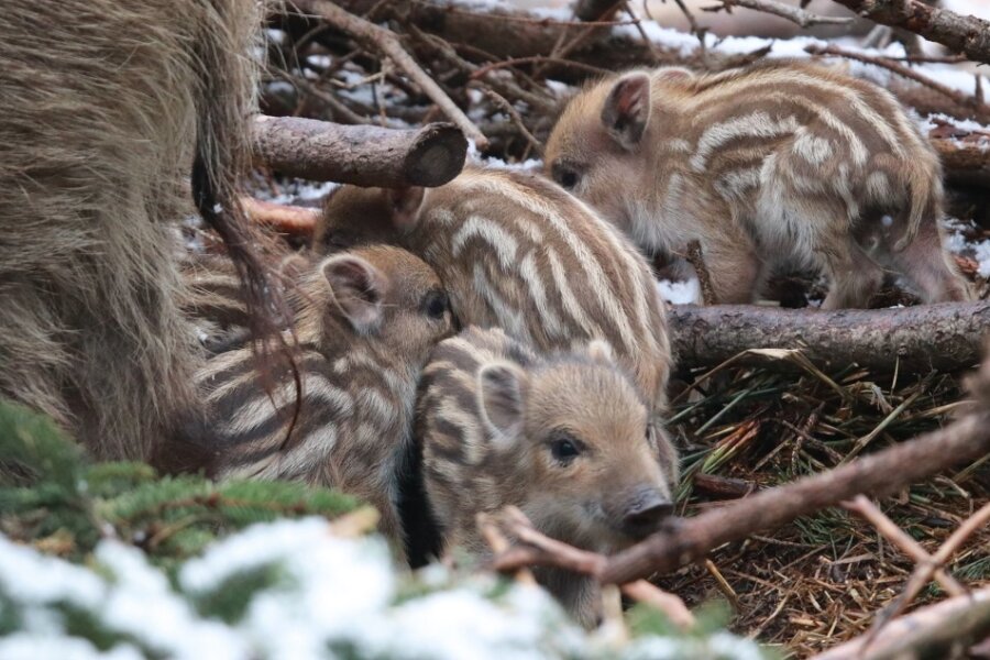 Nachwuchs bei den Wildschweinen im Wildgatter Oberrabenstein - Insgesamt 17 Frischlinge tummeln sich derzeit im Gatter.