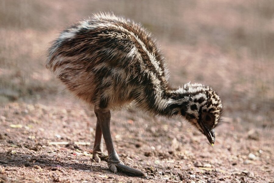 Nachwuchs bei Emus und Kängurus - Drei Emu-Jungtiere kamen im Tierpark zu Welt. 