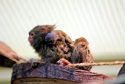 Nachwuchs bei Mini-Affen im Chemnitzer Tierpark - Bei den Zwergseidenaffen im Chemnitzer Tierpark hat es vor zwei Wochen Nachwuchs gegeben.