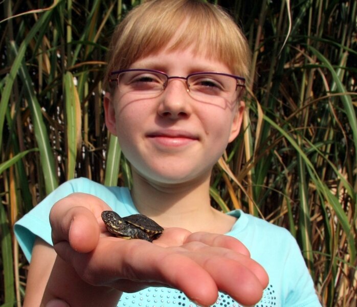 Nachwuchs einer Hundertjährigen - 
              <p class="artikelinhalt">Stolz präsentiert Janine Weichelt den sehr seltenen Sumpfschildkrötennachwuchs. </p>
            