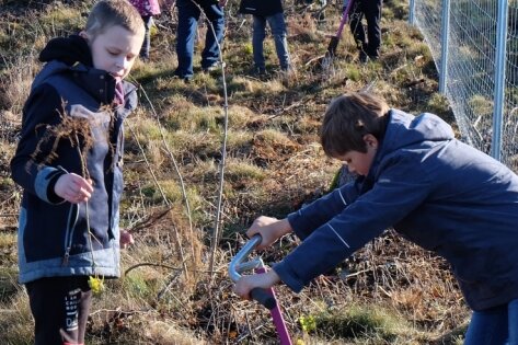 Nachwuchs greift für Waldaufforstung zum Spaten - Schüler der Grundschule Thalheim haben am Dienstag im Rabiswald unter fachkundiger Anleitung etwa 300 Ahornbäume gepflanzt. Dabei kamen auch besondere Spaten zum Einsatz. 