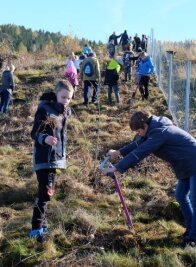Nachwuchs greift für Waldaufforstung zum Spaten - Schüler der Grundschule Thalheim haben im Rabiswald unter fachkundiger Anleitung etwa 300 Ahornbäume gepflanzt. Dabei kamen auch besondere Spaten zum Einsatz. 