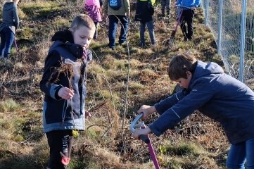 Nachwuchs greift für Waldaufforstung zum Spaten - Schüler der Grundschule Thalheim haben im Rabiswald unter fachkundiger Anleitung etwa 300 Ahornbäume gepflanzt. Dabei kamen auch besondere Spaten zum Einsatz. 