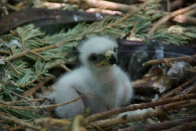 Nachwuchs im Chemnitzer Tierpark - Süßes, weißes Knäuel im Nest: Bei den Steppenadlern hat sich Nachwuchs eingestellt.