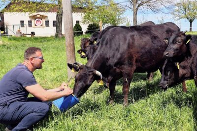 Nachwuchs im Hof bei Erlau: Wagyu-Rinder erhalten Gesellschaft - Die neuen Rinder haben sich bereits eingewöhnt und grasen friedliche auf der Weide. Sobald Matthias Müller mit dem blauen Futtereimer erscheint, kommen sie auf ihn zu. 