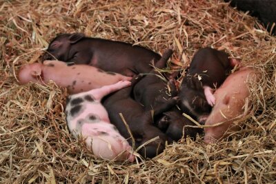 Nachwuchs im Tierpark Chemnitz: Gleich sieben Minischwein-Ferkel wurden geboren - Gleich sieben Ferkel kamen in der vergangenen Woche im Tierpark Chemnitz zur Welt.