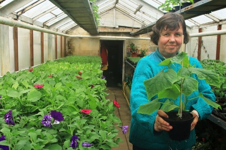 "Nächste Woche muss Frühling werden" - Auf zwei Etagen drängen sich bei Gärtnerin Sabine Popp bereits die Sommerblumen und Gemüsepflanzen, die bisher noch nicht ins Kaltgewächshaus umziehen konnten.