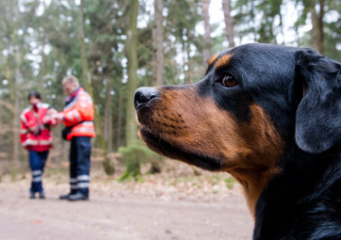 Nächtliche Suchaktion: Rettungshunde finden vermisste Patientin auf Hochstand - 