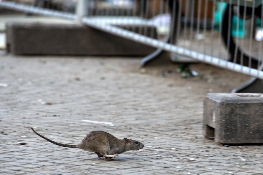 Nagerköderstationen vor Galerie „Roter Turm“: Hat die Stadt Chemnitz ein Rattenproblem? - Vor der Galerie Roter Turm sind Nagerköderstationen aufgestellt worden. Hat Chemnitz ein Rattenproblem?