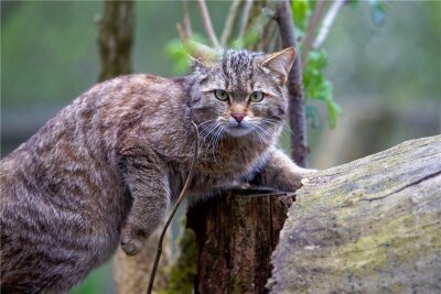Namen für neue Wildkatzen im Plauener Pfaffengut gefunden - Wildkatze Walli.