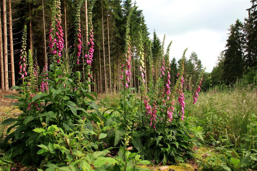 Natur begrünt Fläche in Wolfspfütz nach eigenem Gefallen - Statt der gepflanzten Wildsträucher haben sich andere Pflanzen etabliert.